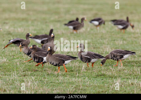 Greenland White-fronted Geese, Anser albifrons Stock Photo