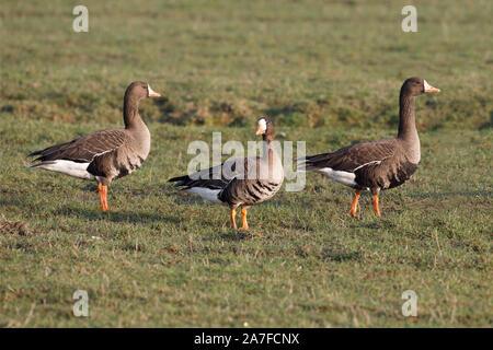 Greenland White-fronted Geese, Anser albifrons Stock Photo