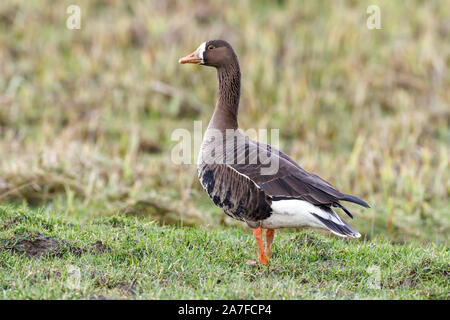 Greenland White-fronted Goose, Anser albifrons Stock Photo