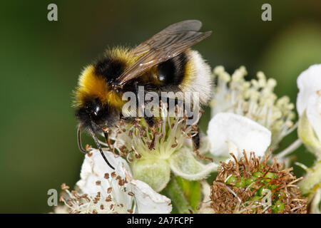 Gypsy Cuckoo Bumblebee, Bombus bohemicus Stock Photo