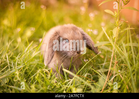 Cute gray haired Japanese dwarf rabbit, with hanging ears in a garden Stock Photo