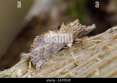 Pale Prominent moth, Pterostoma palpina Stock Photo