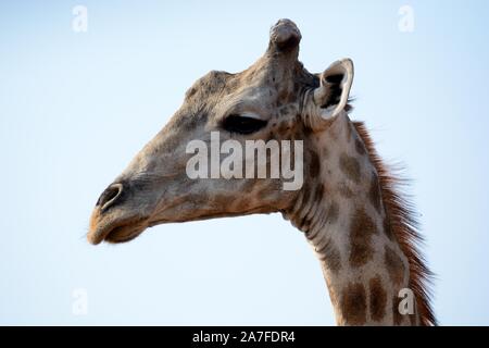 South African giraffe Cape giraffe close up detail of head face Moremi Game Reserve Okavango Delta Bostwana Africa Stock Photo