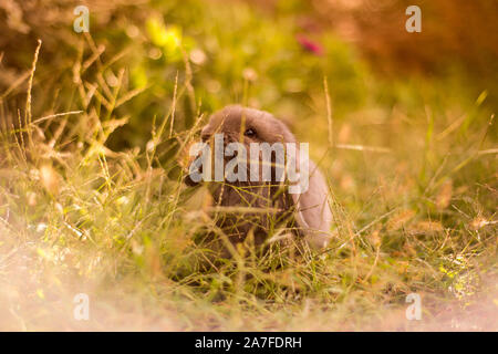 Cute gray haired Japanese dwarf rabbit, with hanging ears in a garden sniffing at grass stalks Stock Photo