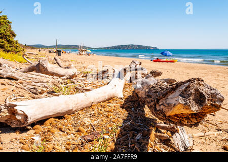 Dried dead tree trunks lying on the sea beach sand in Tenda Gialla, Province of Grosseto, Tuscany, Italy Stock Photo