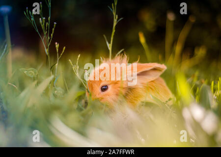 Cute orange Japanese dwarf rabbit in garden eating grass with one ear up and one ear down. Stock Photo