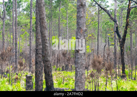 Destin or Miramar beach swamp scenery with trees and plants in Florida panhandle gulf of Mexico near Henderson State Park Stock Photo