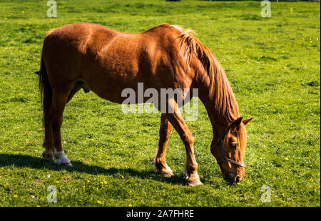 Brown horse grazing on green meadow in summer on a bright sunny day Stock Photo