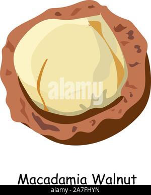 Macadamia nut. The most expensive nut in the world. Vector illustration. Walnut isolated on a white background.. Stock Vector