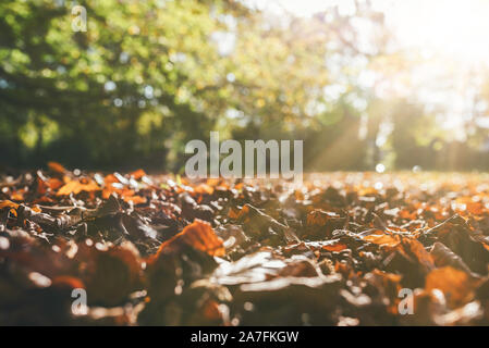 low angle view of fallen autumn leaves on ground against green trees in sunlight Stock Photo