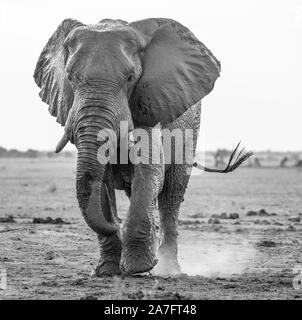 a black and white image of an african elephant walking towards the camera Stock Photo