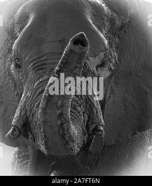 a black and white close up image of an elephant looking directly at the camera and scenting with its trunk Stock Photo