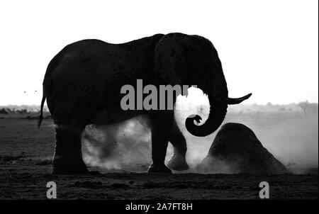 a black and white silhouette of an elephant kicking up dust Stock Photo