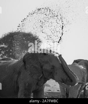 a black and white image of an african elephant spraying. Stock Photo