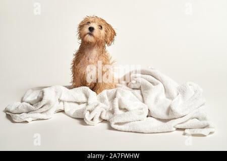 puppy playing on a towel after bathing on a white background Stock Photo
