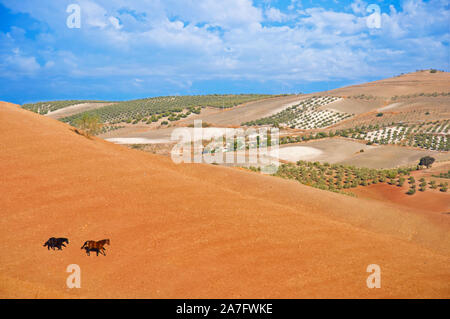 Two horses on the brown valley, cloudy sky. Wide view. Summer, Spain Stock Photo