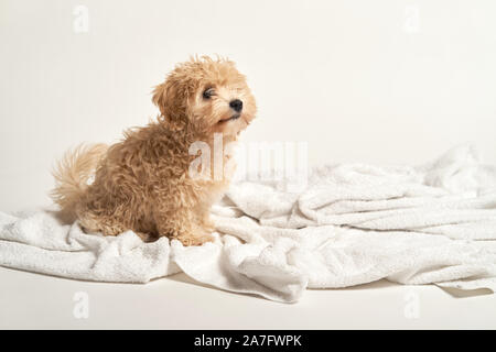 puppy playing on a towel after bathing on a white background Stock Photo