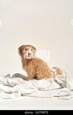 puppy playing on a towel after bathing on a white background Stock Photo