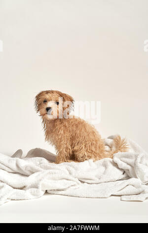 puppy playing on a towel after bathing on a white background Stock Photo