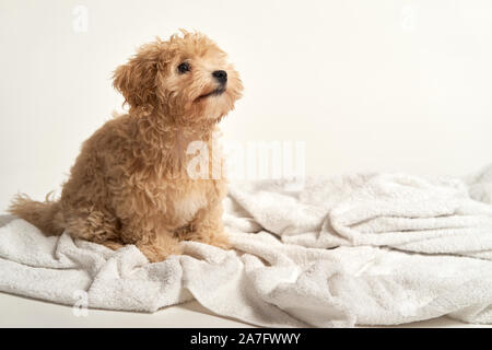 puppy playing on a towel after bathing on a white background Stock Photo