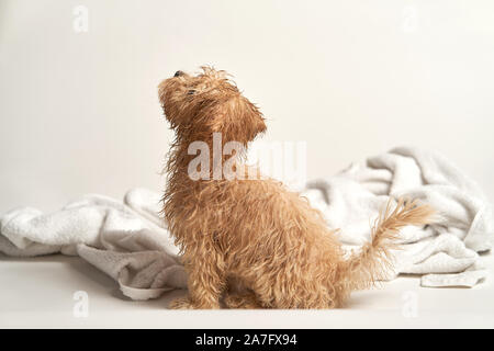 puppy playing on a towel after bathing on a white background Stock Photo