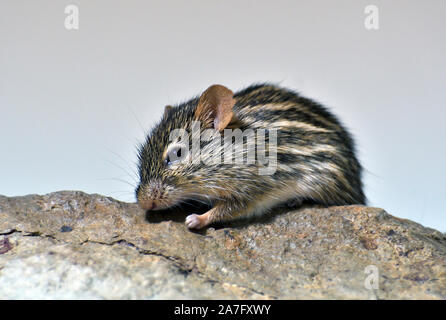 striped grass mouse;lemniscomys striatus;basel zoo;switzerland Stock Photo