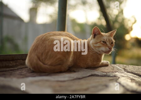 Ginger cat relaxed in the summer yard. Relaxing pet portrait on the stone floor. Stock Photo
