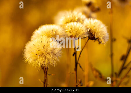 Flowers withered of a plant Greater burdock (Arctium láppa). Autumn Front view. Stock Photo