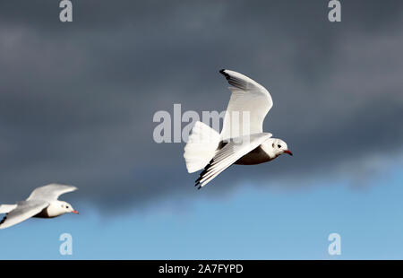 two black-headed gulls with winter plumage flying in the sky lough neagh County Derry Northern Ireland Stock Photo