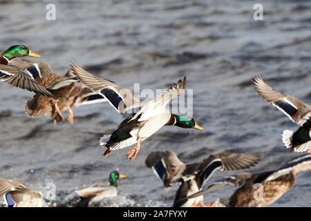 flock of male and female mallard ducks coming in to land on water ballyronan lough neagh County Derry Northern Ireland Stock Photo