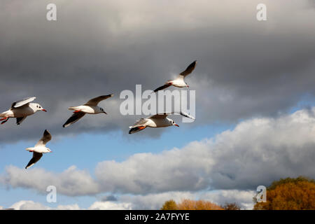 flock of black-headed gulls with winter plumage flying over the shores of ballyronan lough neagh County Derry Northern Ireland Stock Photo