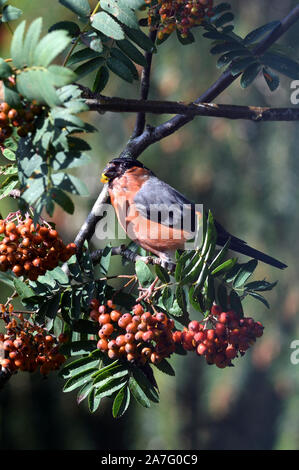 bullfinch;pyrrhula pyrrhula;eating rowan berries;grantown on spey;highlands;scotland Stock Photo