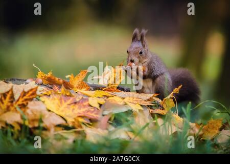 Hungry Eurasian red squirrel sitting on a tree stump covered with colorful leaves holding hazelnut in its paws. Autumn day in a deep forest. Stock Photo