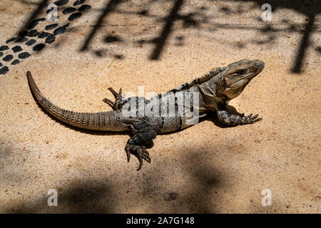 Iguana sitting in the sun to get warm early morning. Stock Photo