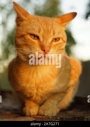 Ginger cat relax outdoor at summer sunset. Stock Photo