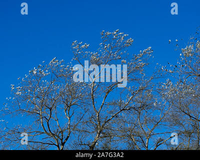 Silver leaves of a white poplar tree, Populus alba, against a clear blue autumn sky Stock Photo