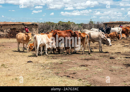 Masai Mara, Kenya - May 2014. African cattle herd being brought in for night. Stock Photo