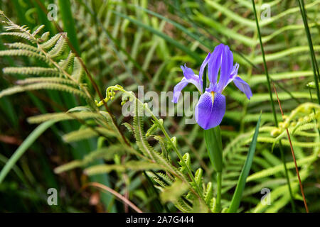 Wild purple iris found in a Northeast Florida swamp. Stock Photo