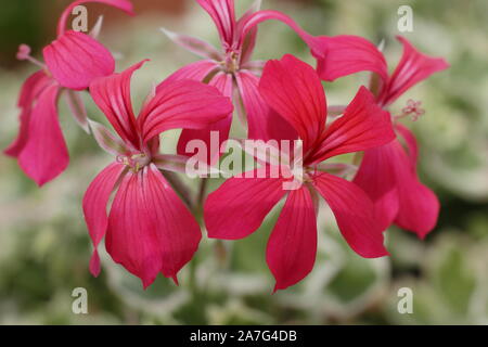 Pelargonium 'Evka' displaying red blooms and variegated foliage in alte summer. UK Stock Photo