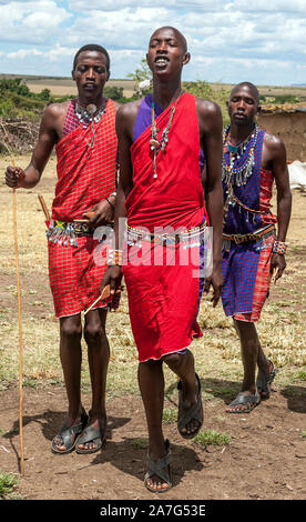 MASAI MARA, KENYA - MAY 2014. Unidentified Masai warriors participate in competitions in traditional high jump as part of the cultural ceremonies and Stock Photo