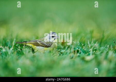 Yellow-fronted canary (Serinus mozambicus) in grass, Oahu, Hawaii, USA Stock Photo
