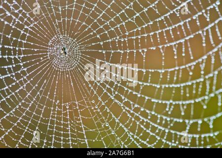 Spider's web with dew drops, Emsland, Lower Saxony, Germany Stock Photo