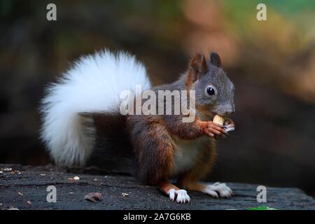 Eurasian red squirrel (Sciurus vulgaris), with white tail, eats nut, Brandenburg, Germany Stock Photo
