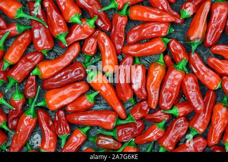 Red chilli peppers laid out for drying, Germany Stock Photo