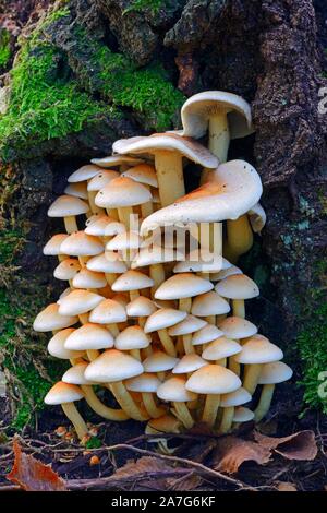 Brick Cap (Hypholoma lateritium), Barnim Nature Park, Brandenburg, Germany Stock Photo