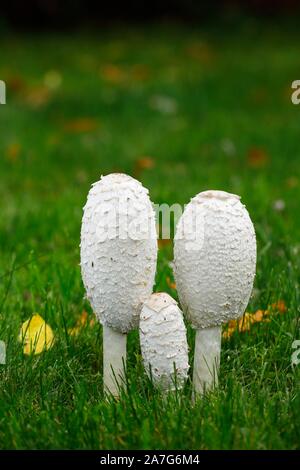 Shaggy ink caps (Coprinus comatus), mushroom group in the lawn, Schleswig-Holstein, Germany Stock Photo