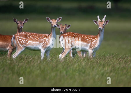 Fallow deer, (Dama dama), Common: Chestnut coat with white mottles, it is most pronounced in summer with a much darker, unspotted coat in the winter. Stock Photo