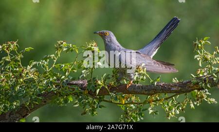 Common cuckoo (Cuculus canorus), male, sitting on a branch, Limbach, Burgenland, Austria Stock Photo