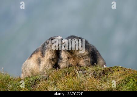 Alpine Marmots (Marmota marmota), greet each other, Grossglockner, Hohe Tauern National Park, Carinthia, Austria Stock Photo