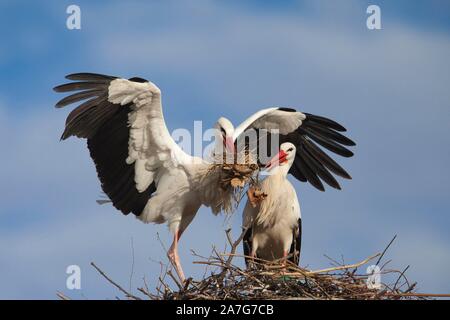 White storks (Ciconia ciconia) with nesting material on their nest, Germany Stock Photo